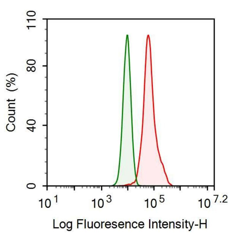 Anti-Interleukin 18 (IL18) Monoclonal Antibody