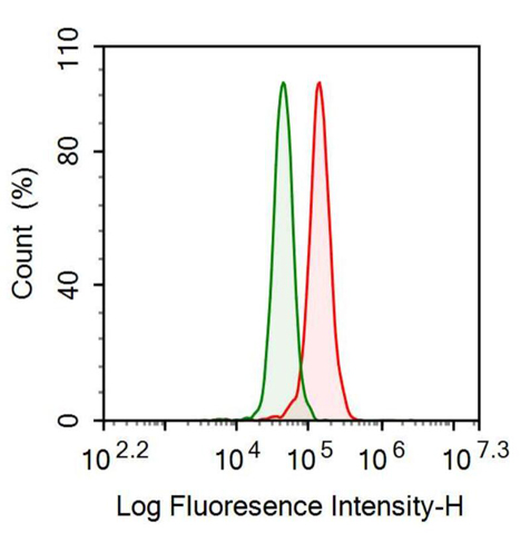 Anti-Glial Fibrillary Acidic Protein (GFAP) Monoclonal Antibody