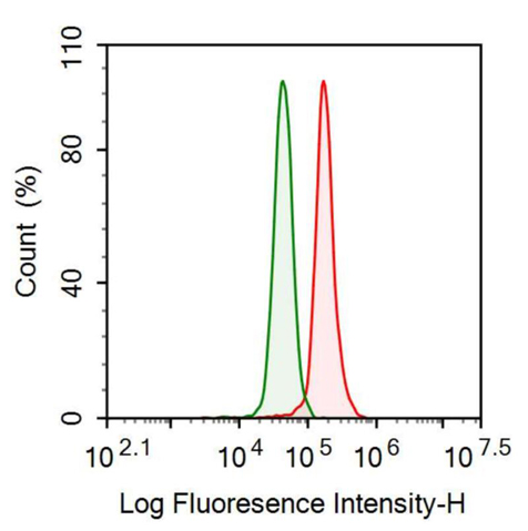 Anti-Glial Fibrillary Acidic Protein (GFAP) Monoclonal Antibody