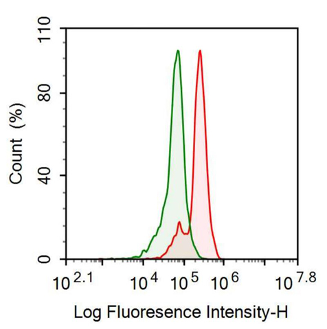 Anti-Glial Fibrillary Acidic Protein (GFAP) Polyclonal Antibody
