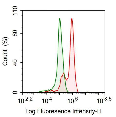 Anti-Estrogen Receptor Beta (ERb) Monoclonal Antibody