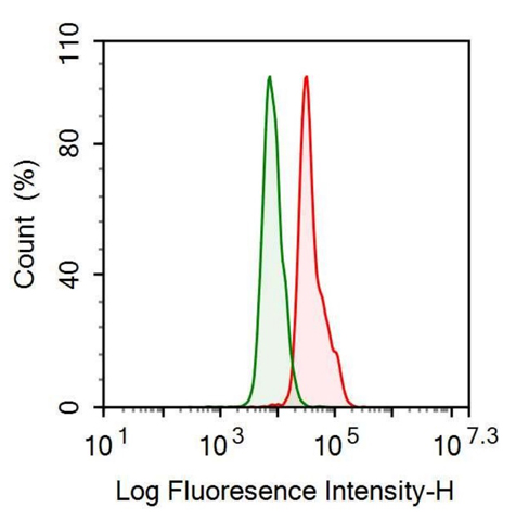 Anti-Keratin 2 (CK2) Monoclonal Antibody