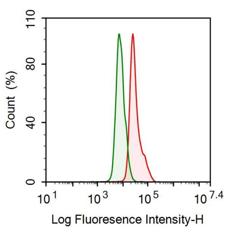 Anti-Keratin 2 (CK2) Monoclonal Antibody