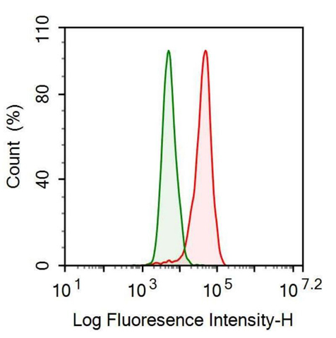 Anti-Tissue Plasminogen Activator (tPA) Monoclonal Antibody