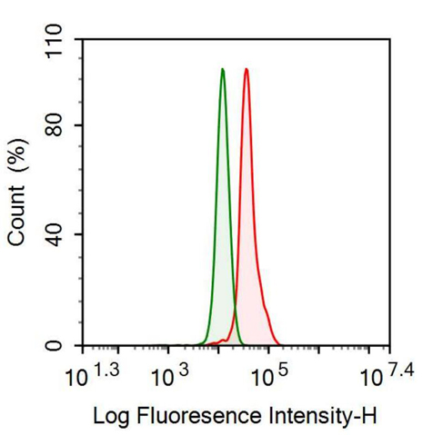 Anti-Plasminogen Activator Inhibitor 1 (PAI1) Monoclonal Antibody