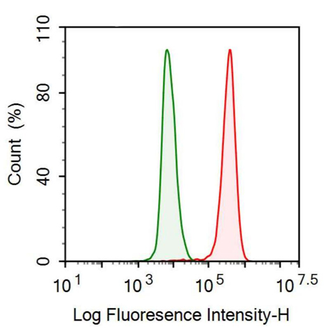 Anti-Matrix Metalloproteinase 9 (MMP9) Monoclonal Antibody