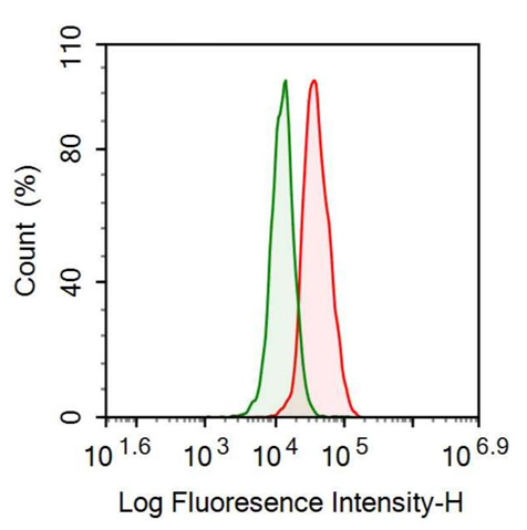 Anti-S100 Calcium Binding Protein B (S100B) Monoclonal Antibody