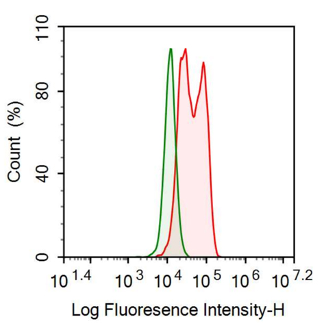Anti-Midkine (MK) Polyclonal Antibody