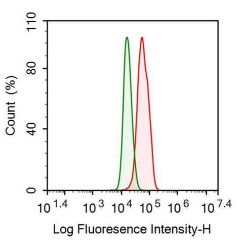 Anti-Complement Factor H (CFH) Polyclonal Antibody