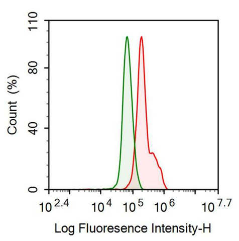 Anti-Mucin 5 Subtype AC (MUC5AC) Monoclonal Antibody