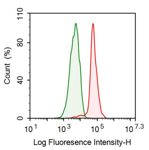 Anti-Glutathione S Transferase Pi (GSTp) Monoclonal Antibody