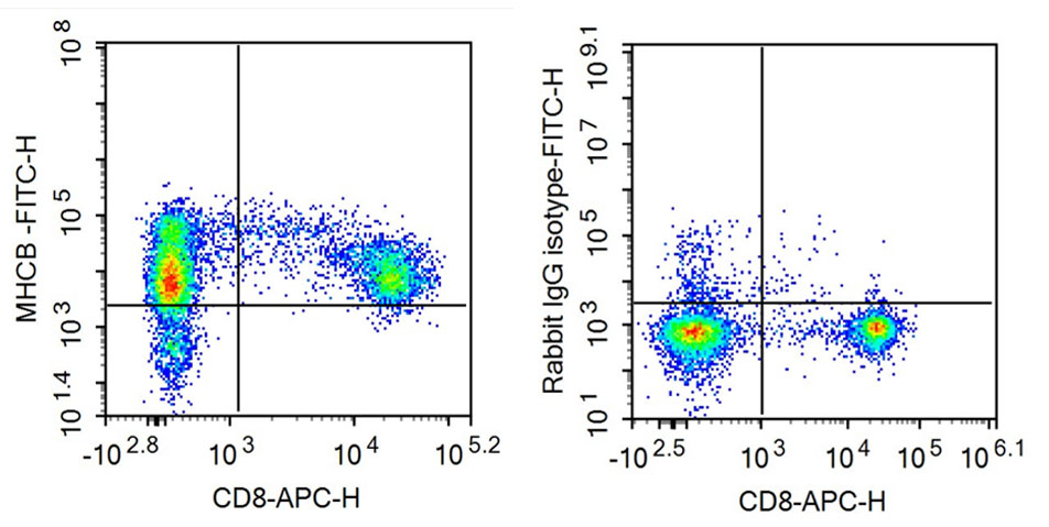 Anti-Motility Related Protein (MRP1) Polyclonal Antibody