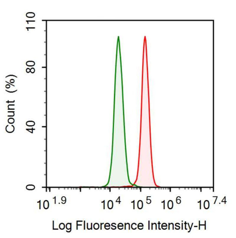 Anti-Nucleoporin 155 (NUP155) Polyclonal Antibody