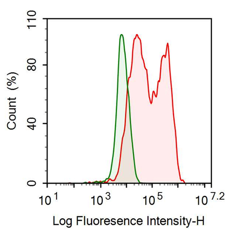 Anti-VGF Nerve Growth Factor Inducible (VGF) Polyclonal Antibody