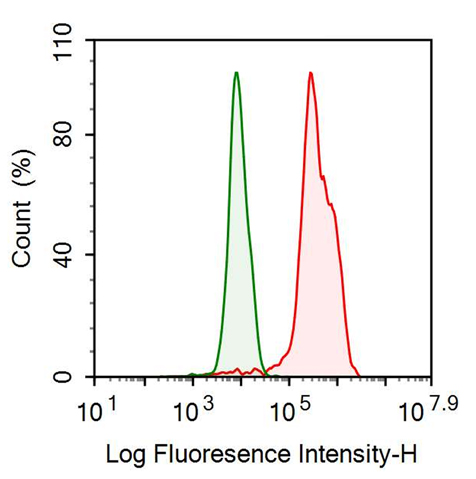 Anti-VGF Nerve Growth Factor Inducible (VGF) Monoclonal Antibody