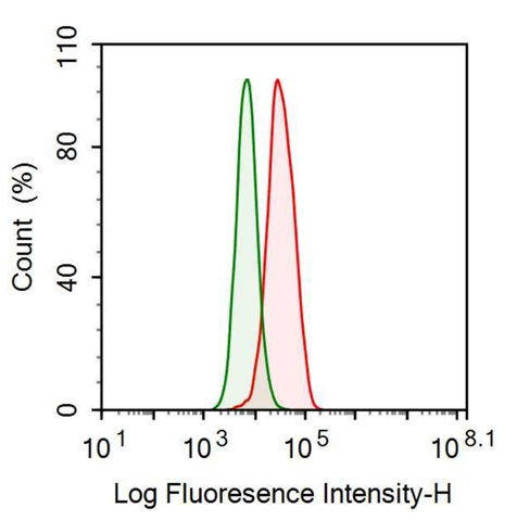 Anti-Transferrin Receptor (TFR) Monoclonal Antibody