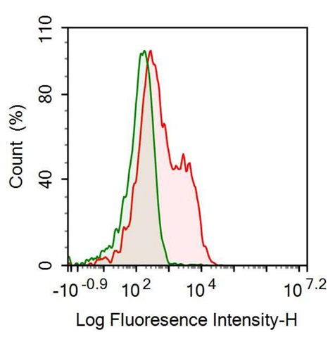 Anti-Tetraspanin 30Cluster of Differentiation 63 (CD63) Monoclonal Antibody