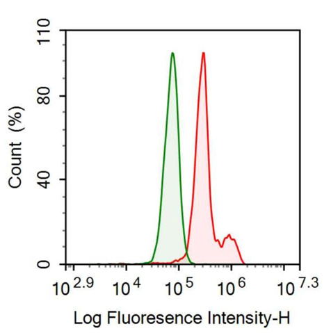 Anti-Inhibin Beta B (INHbB) Monoclonal Antibody