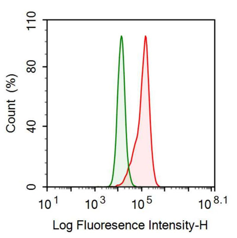 Anti-Wiskott Aldrich Syndrome Protein (WASP) Polyclonal Antibody