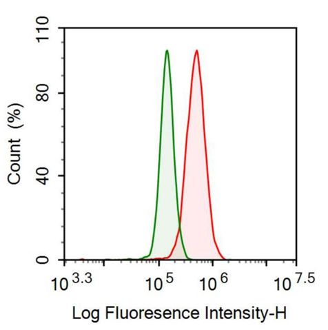 Anti-Transforming Growth Factor Beta 3 (TGFb3) Monoclonal Antibody