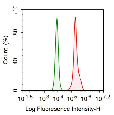Anti-Cytokeratin 8 (CK8) Monoclonal Antibody