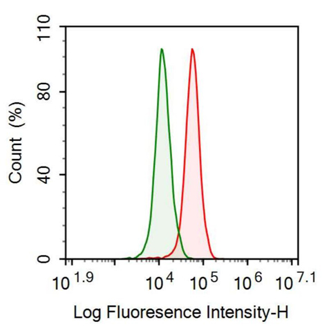 Anti-Bone Morphogenetic Protein 5 (BMP5) Polyclonal Antibody