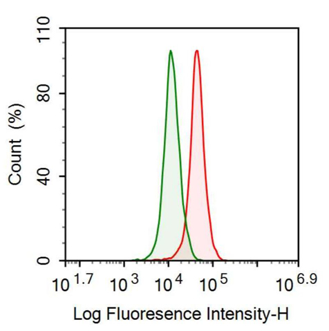 Anti-Bone Morphogenetic Protein 5 (BMP5) Polyclonal Antibody