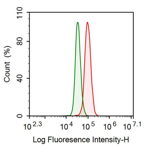 Anti-Mesencephalic Astrocyte Derived Neurotrophic Factor (MANF) Monoclonal Antibody