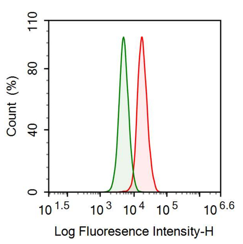 Anti-Eukaryotic Translation Elongation Factor 2 (EEF2) Polyclonal Antibody
