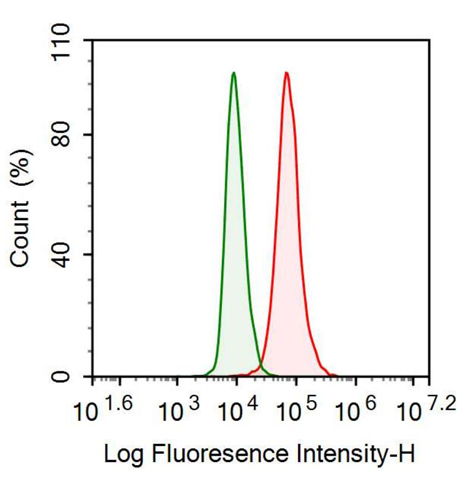 Anti-Fibroblast Growth Factor 13 (FGF13) Monoclonal Antibody