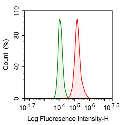 Anti-Fibroblast Growth Factor 13 (FGF13) Monoclonal Antibody