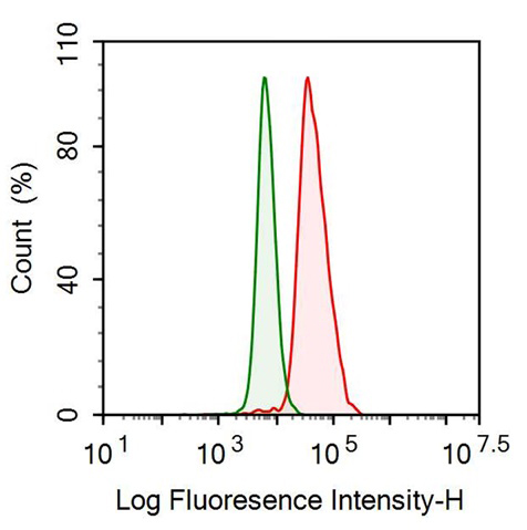 Anti-Ferritin, Heavy Polypeptide (FTH) Polyclonal Antibody