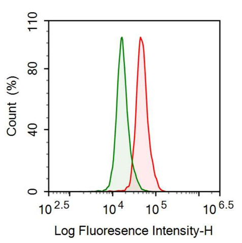 Anti-ATP Binding Cassette Transporter F1 (ABCF1) Polyclonal Antibody