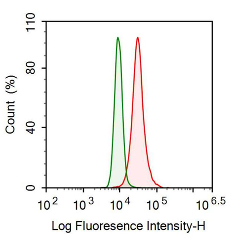 Anti-Phosphoglycerate Mutase 1, Brain (PGAM1) Monoclonal Antibody