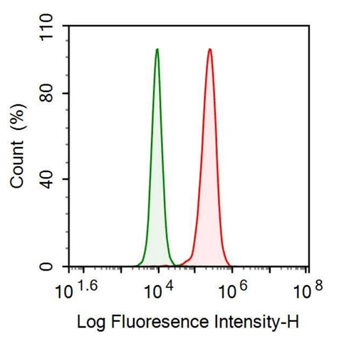 Anti-Aspartate Beta Hydroxylase (ASPH) Monoclonal Antibody