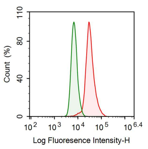 Anti-Mdm2 p53 Binding Protein Homolog (MDM2) Monoclonal Antibody