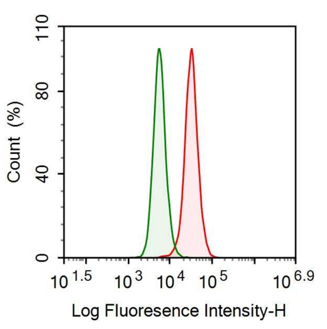 Anti-Plastin 3 (PLS3) Polyclonal Antibody