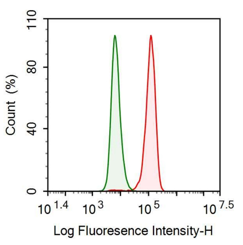 Anti-Leucine Rich Repeat In FLII Interacting Protein 1 (LRRFIP1) Polyclonal Antibody