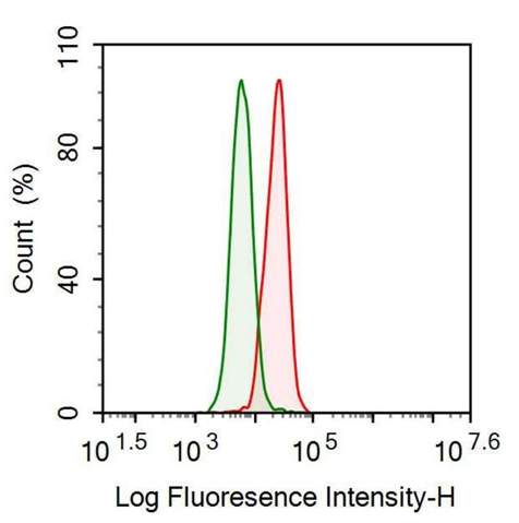 Anti-FK506 Binding Protein Like Protein (FKBPL) Polyclonal Antibody