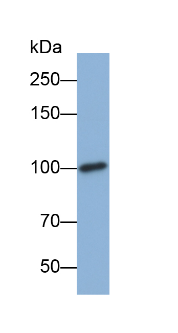 Biotin-Linked Polyclonal Antibody to Activated Leukocyte Cell Adhesion Molecule (ALCAM)