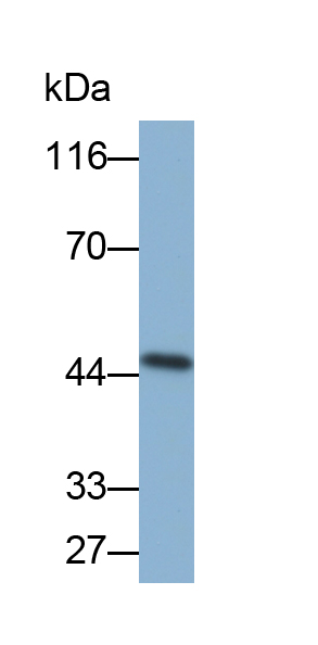 Biotin-Linked Polyclonal Antibody to Bone Morphogenetic Protein 2 (BMP2)