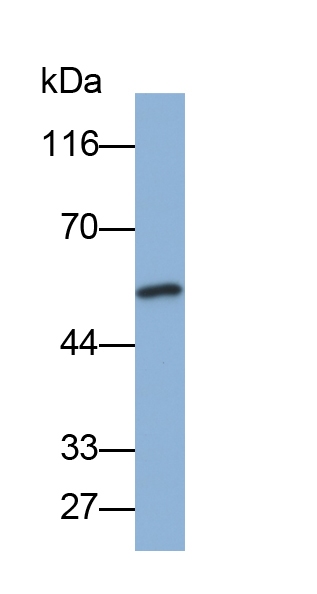 Biotin-Linked Polyclonal Antibody to Erythropoietin Receptor (EPOR)