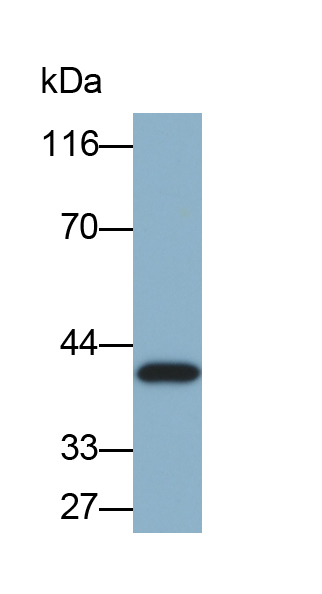 Biotin-Linked Monoclonal Antibody to Interleukin 1 Alpha (IL1a)