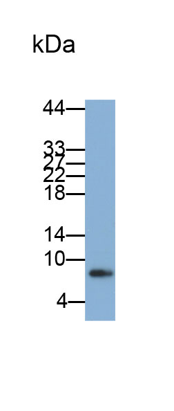 Biotin-Linked Polyclonal Antibody to Interleukin 8 (IL8)