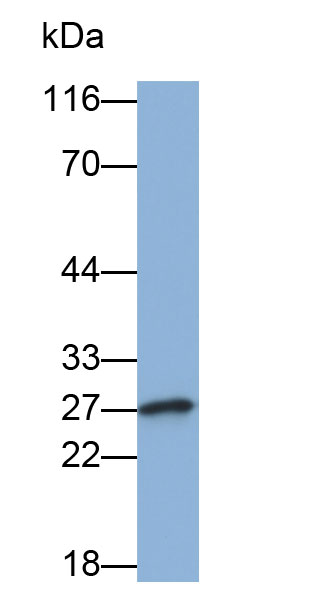 Biotin-Linked Polyclonal Antibody to Cluster Of Differentiation 30 Ligand (CD30L)