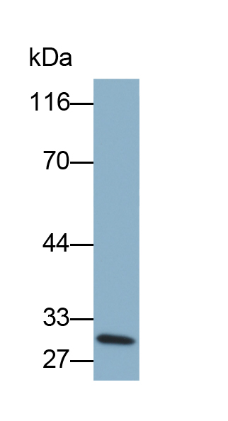 Biotin-Linked Monoclonal Antibody to Tumor Necrosis Factor Related Apoptosis Inducing Ligand (TRAIL)