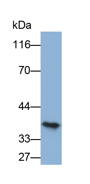 Biotin-Linked Polyclonal Antibody to Tumor Necrosis Factor Related Apoptosis Inducing Ligand (TRAIL)