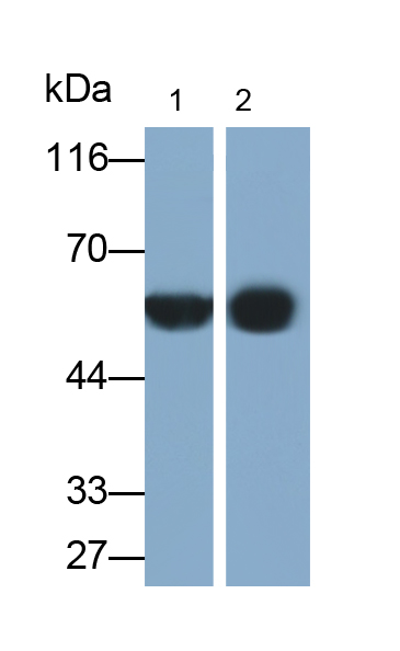 Biotin-Linked Polyclonal Antibody to Alpha-2-Heremans Schmid Glycoprotein (AHSG)