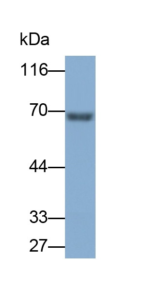 Biotin-Linked Polyclonal Antibody to Fibrinogen (FG)