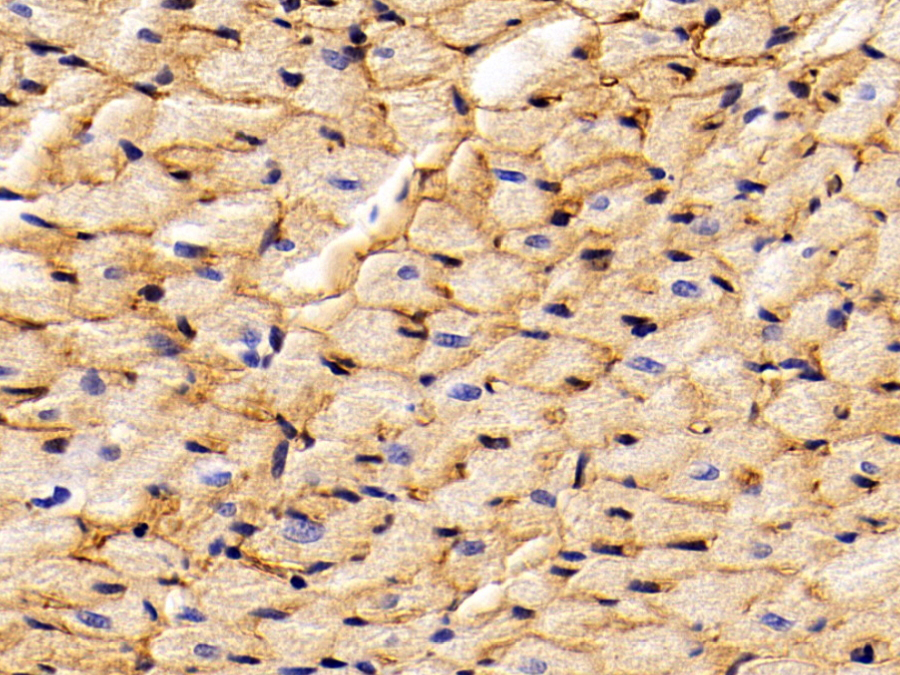 Biotin-Linked Polyclonal Antibody to Caveolin 1 (CAV1)